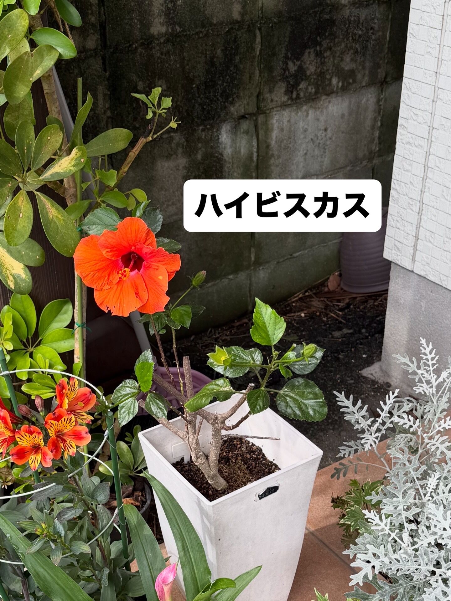 5E56BBBA-D31F-4CAD-822C-5C766B32B4F0
