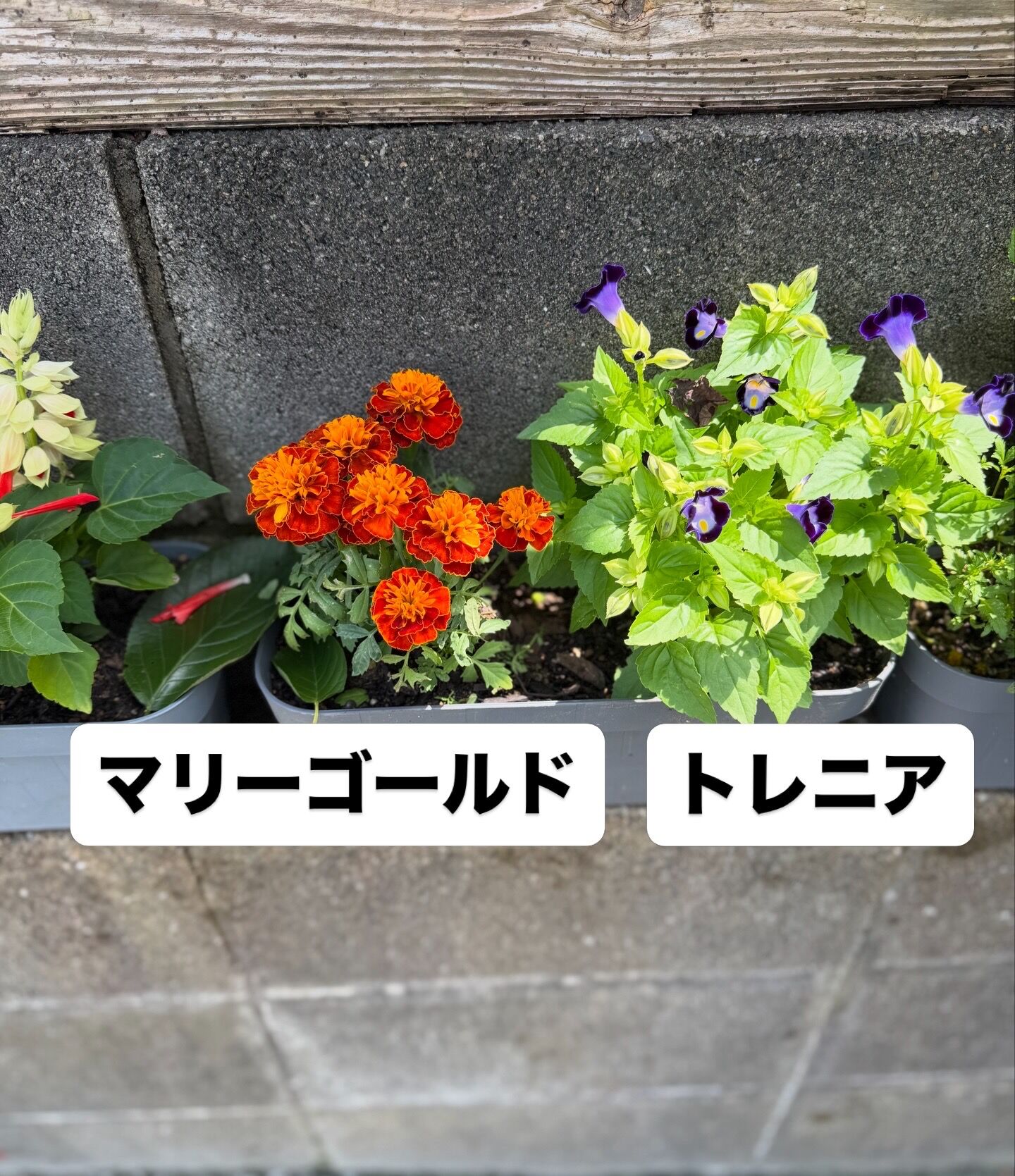 09EF34AC-703A-4BC3-B7E4-E95BAA2F08A2