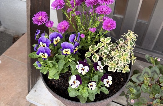 秋の花たちが仲間入り